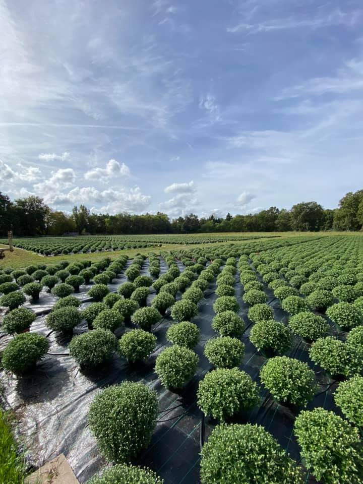 Fleurs fraîches issues de la production locale