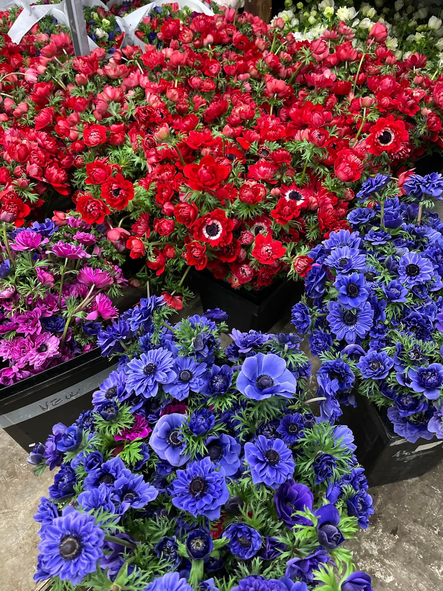 Fleurs de saison Hugo Le Fleuriste