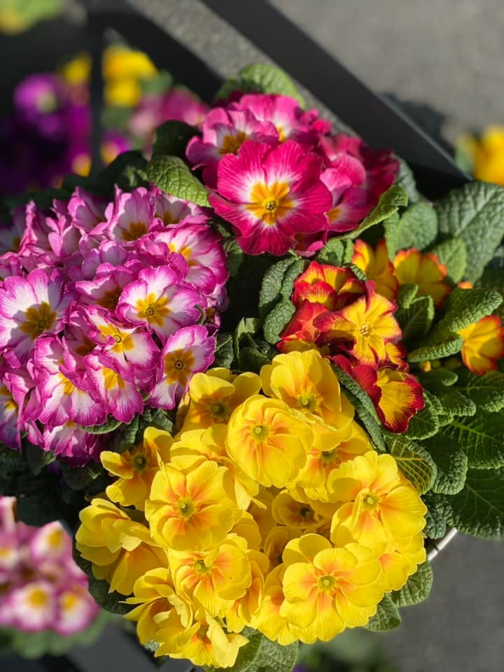 Fleurs de saison Hugo Le Fleuriste