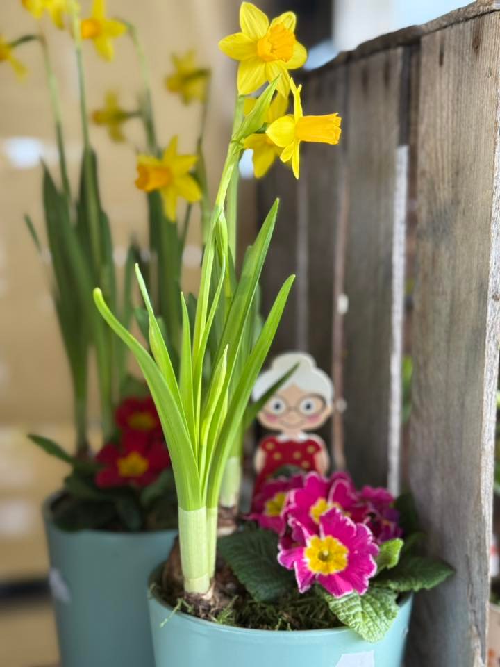 Anniversaires et Fêtes Hugo Le Fleuriste